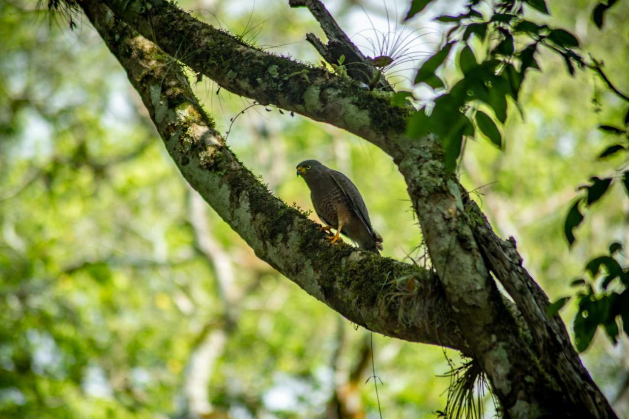 Ecolodge El Sombrero Laguna Yaxha Zewnętrze zdjęcie