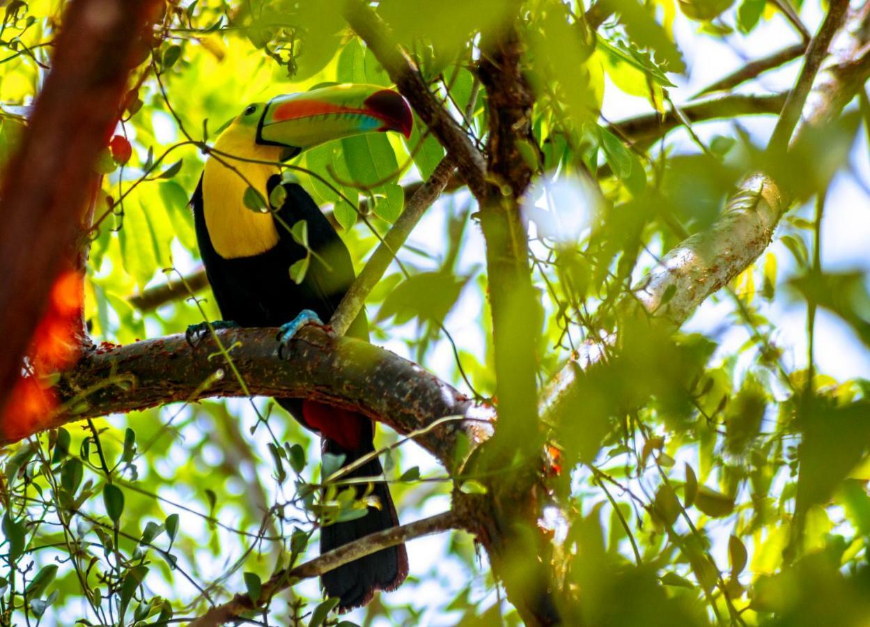 Ecolodge El Sombrero Laguna Yaxha Zewnętrze zdjęcie