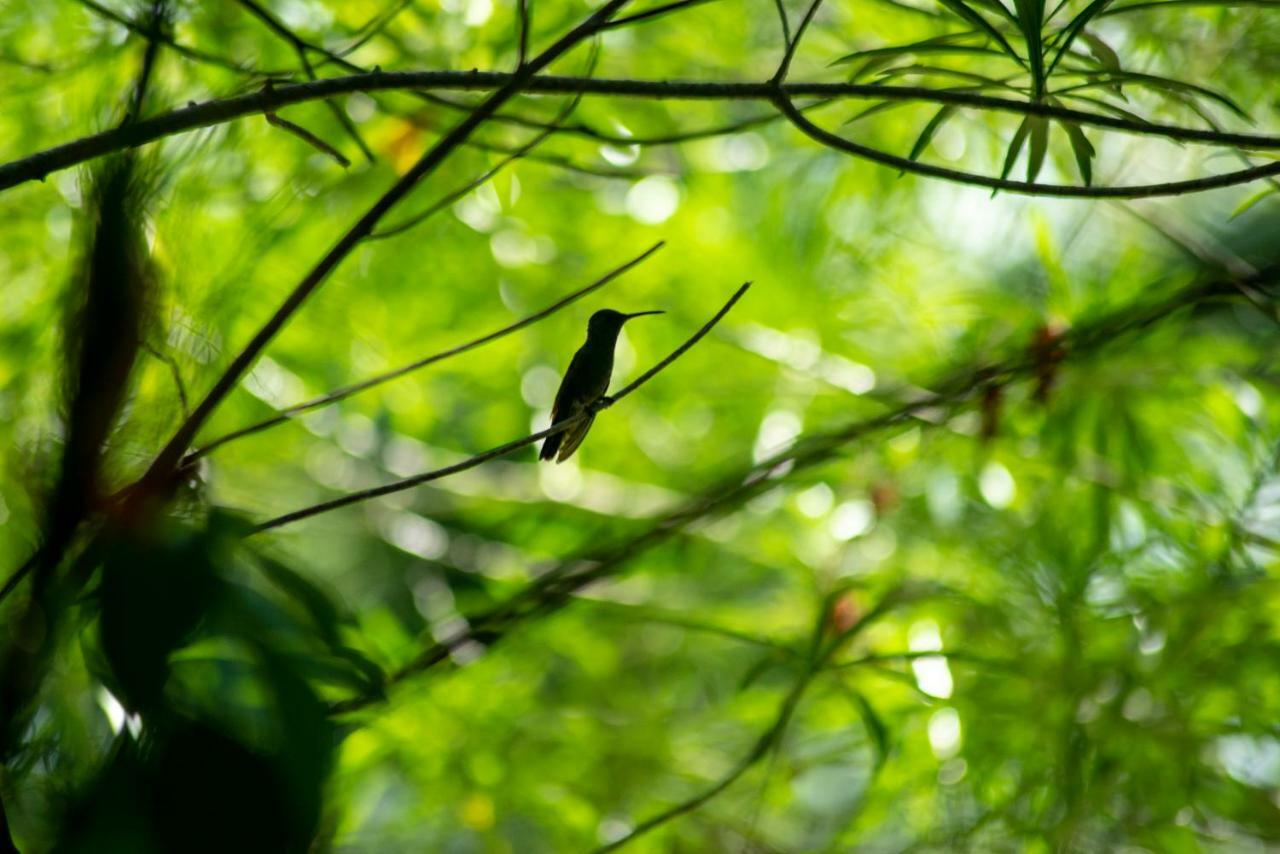 Ecolodge El Sombrero Laguna Yaxha Zewnętrze zdjęcie